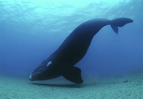north atlantic right whale adaptations